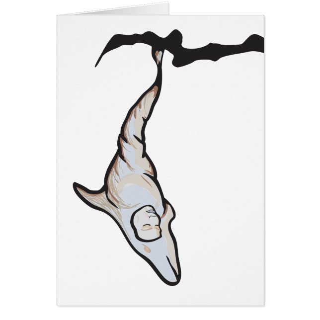 slaapkopdolfijnencoon (Voorkant)