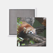 Slaapmagneet Panda Beer Magneet (Voorkant / Achterkant)