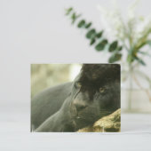 SlaappanterBriefkaarten Briefkaart (Staand voorkant)