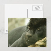 SlaappanterBriefkaarten Briefkaart (Voorkant / Achterkant)