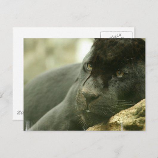 SlaappanterBriefkaarten Briefkaart (Voorkant / Achterkant)