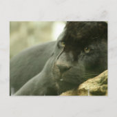 SlaappanterBriefkaarten Briefkaart (Voorkant)