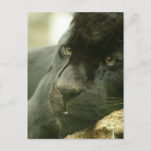 SlaappanterBriefkaarten Briefkaart