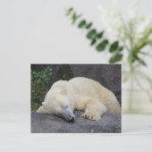 Slaappolair Beer Briefkaart (Staand voorkant)