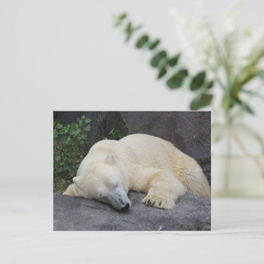 Slaappolair Beer Briefkaart (Staand voorkant)