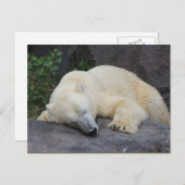 Slaappolair Beer Briefkaart (Voorkant / Achterkant)