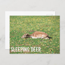 Slaapschutter in winterslaap in het najaar van de 