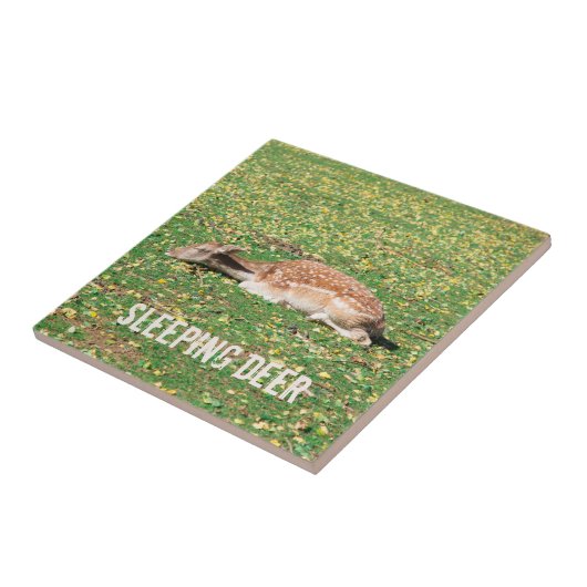 Slaapschutter in winterslaap in het najaar van de tegeltje (Zijkant)