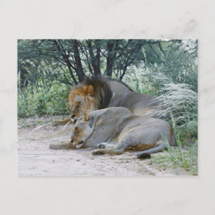 Slaapse leeuw en leeuwen, Panthera leo, Briefkaart