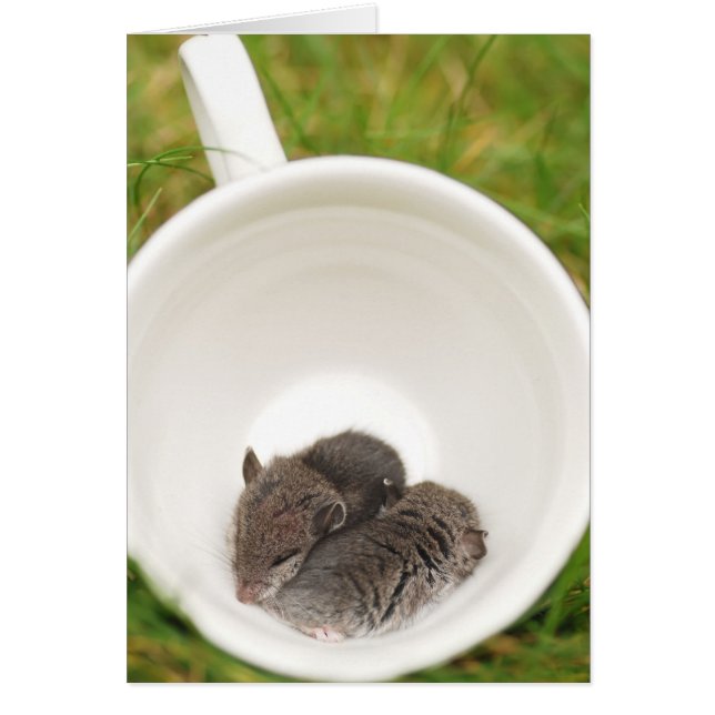 Slaapstand Cute Baby Mice (Voorkant)