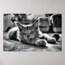 Slaapstand Maine Coon Cat Black en White