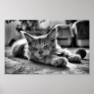 Slaapstand Maine Coon Cat Black en White Poster