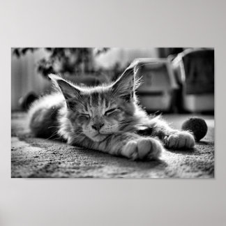 Slaapstand Maine Coon Cat Black en White Poster