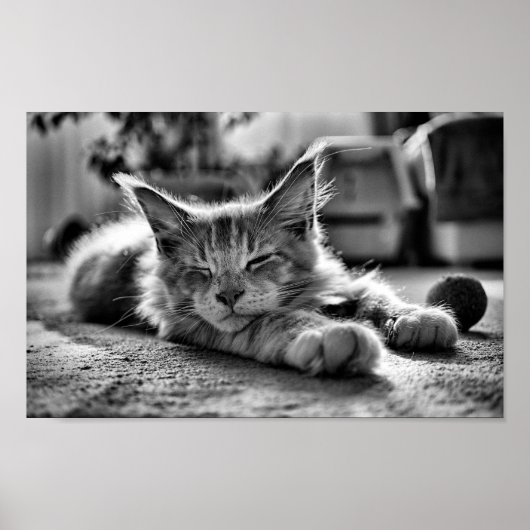 Slaapstand Maine Coon Cat Black en White Poster (Voorkant)