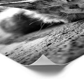 Slaapstand Maine Coon Cat Black en White Poster (Hoek)