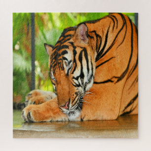 Slaaptijger Legpuzzel