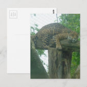 Slaaptijger op bomen, bos, Natuur, wild Briefkaart (Voorkant / Achterkant)