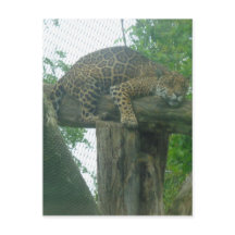 Slaaptijger op bomen, bos, Natuur, wild