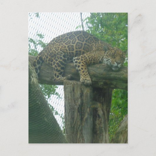 Slaaptijger op bomen, bos, Natuur, wild Briefkaart (Voorkant)