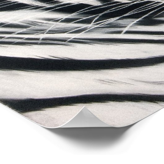 Slaaptijger Poster (Hoek)