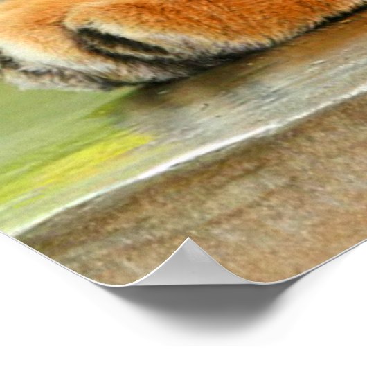 Slaaptijger Poster (Hoek)