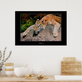 Slaaptijger Poster (Keuken)