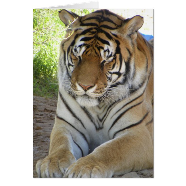 Slaaptijgerkaart (v) (Voorkant)