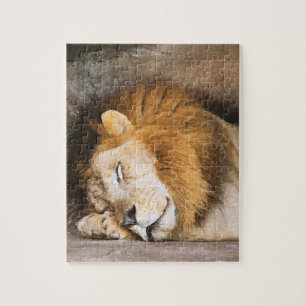 Slaapvolle, slapende, volwassen leeuw op Rocks Legpuzzel