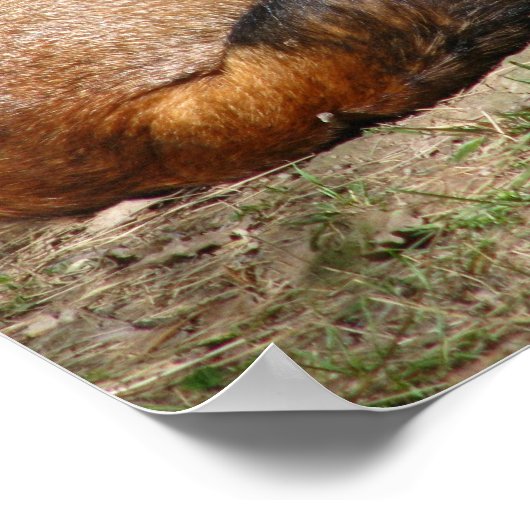 Slaapvos Poster (Hoek)