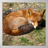 Slaapvos Poster (Voorkant)