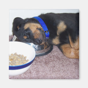 slaapwandelaar. magneet