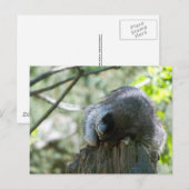 Slaapwasbeer Ansichtkaarten Briefkaart (Voorkant / Achterkant)