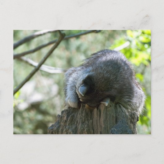 Slaapwasbeer Ansichtkaarten Briefkaart (Voorkant)