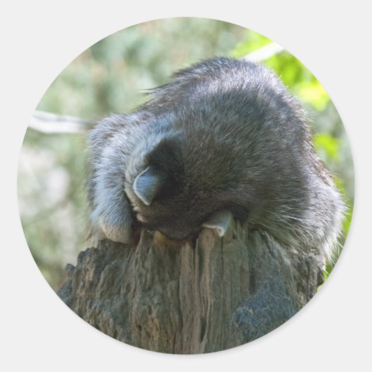 Slaapwasbeer Stickers (Voorkant)