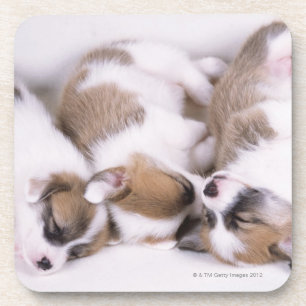 Slaapwelsh corgi-puppies bier onderzetter