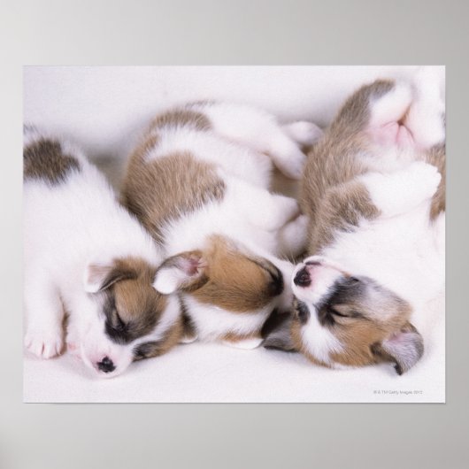 Slaapwelsh corgi-puppies poster (Voorkant)