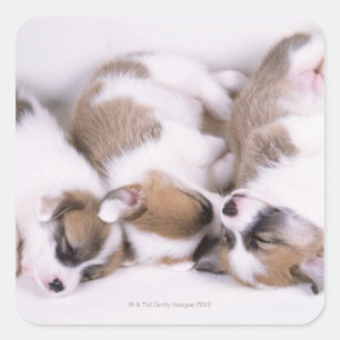 Slaapwelsh corgi-puppies vierkante sticker
