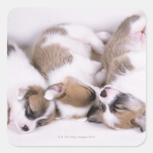 Slaapwelsh corgi-puppies vierkante sticker (Voorkant)