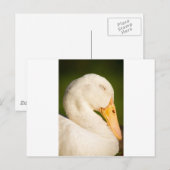 Slaapwitte eend briefkaart (Voorkant / Achterkant)