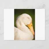Slaapwitte eend briefkaart (Voorkant)