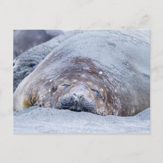 Slaapzegel Briefkaart (Voorkant)