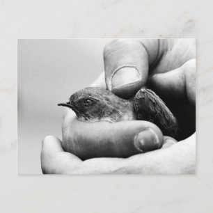 Slaat - briefkaart