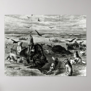 Slachting van buffels op de vlakken poster