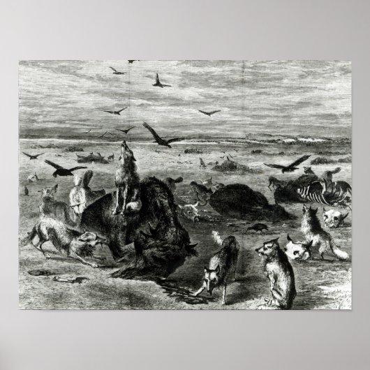 Slachting van buffels op de vlakken poster (Voorkant)