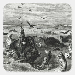 Slachting van buffels op de vlakken vierkante sticker