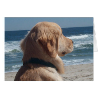 Slachtoffer bij het strand