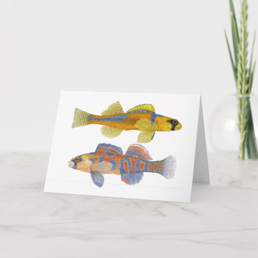 Slackwater & oranje-Throated Darters Kaart (Voorkant)