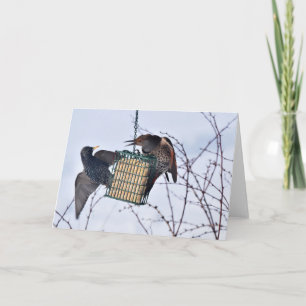 Slag tussen Northern Flicker en Starling! Kaart