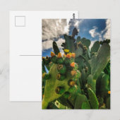 Slagende pearcactus briefkaart (Voorkant / Achterkant)