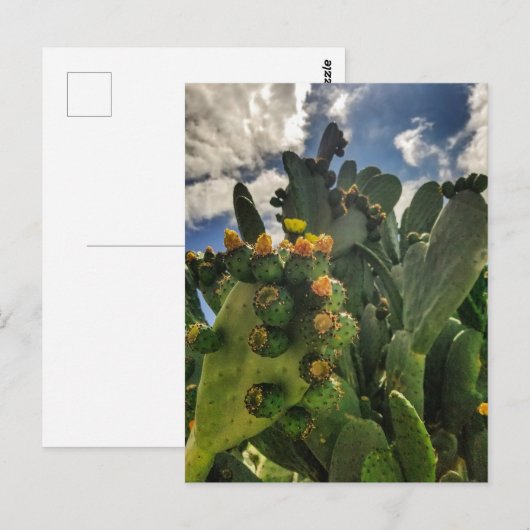 Slagende pearcactus briefkaart (Voorkant / Achterkant)